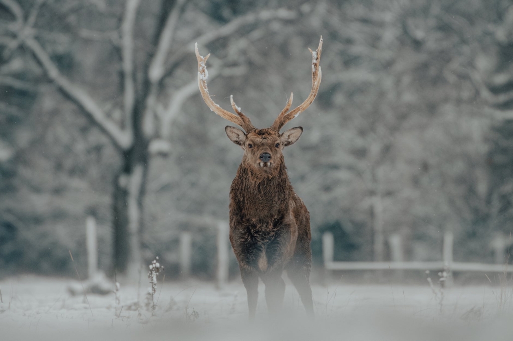 An independent stag ​stands alone in the snow